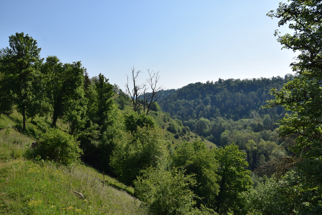 Schwarzwald bei Oberndorf am Neckar