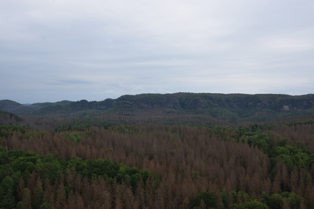 Borkenkäferschäden im Nationalpark Sächsische Schweiz