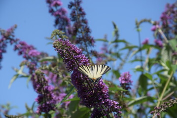 Beim NABU-Insektensommer konnten Interessierte die Insekten wie diesen Groen Segelfalter in ihrem Garten zhlen und ihre Beobachtungen melden.