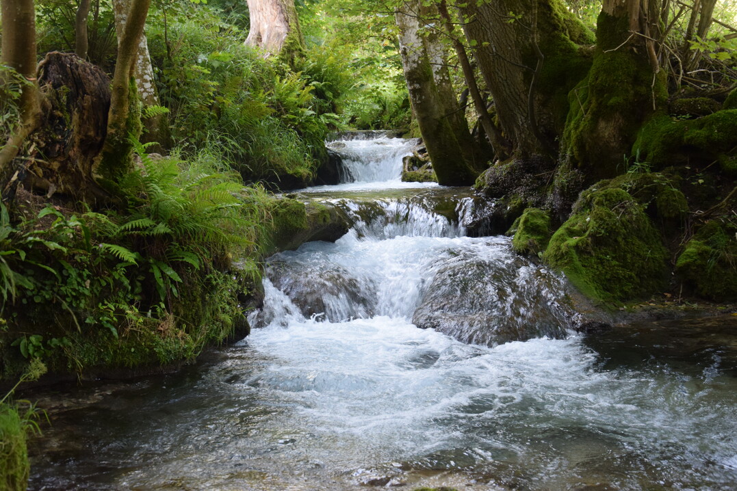Der Wolfgang Staab-Naturschutzpreis wird für besondere Leistungen zugunsten einer nachhaltigen Entwicklung der Fluss- und Auenlandschaften vergeben.