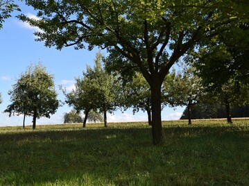 Der grte Teil der bayerischen Streuobstwiesen wre nicht mehr geschtzt.