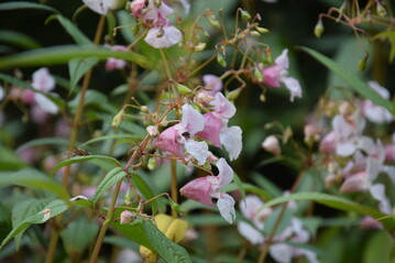 Impatiens glandulifera