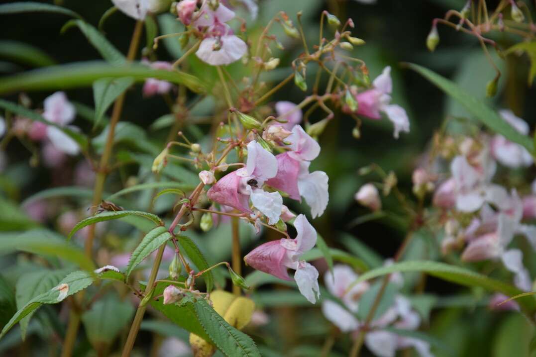 Impatiens glandulifera