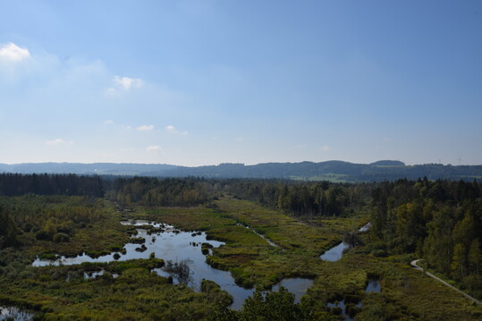 Das Pfrunger-Burgweiler Ried wurde ab 2010 wiedervernsst. Heute steht das Wasser wieder in der Kernzone.