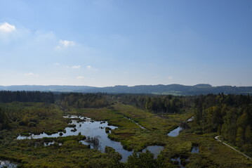 Wiedervernsstes Moor im Pfrunger-Burgweiler Ried