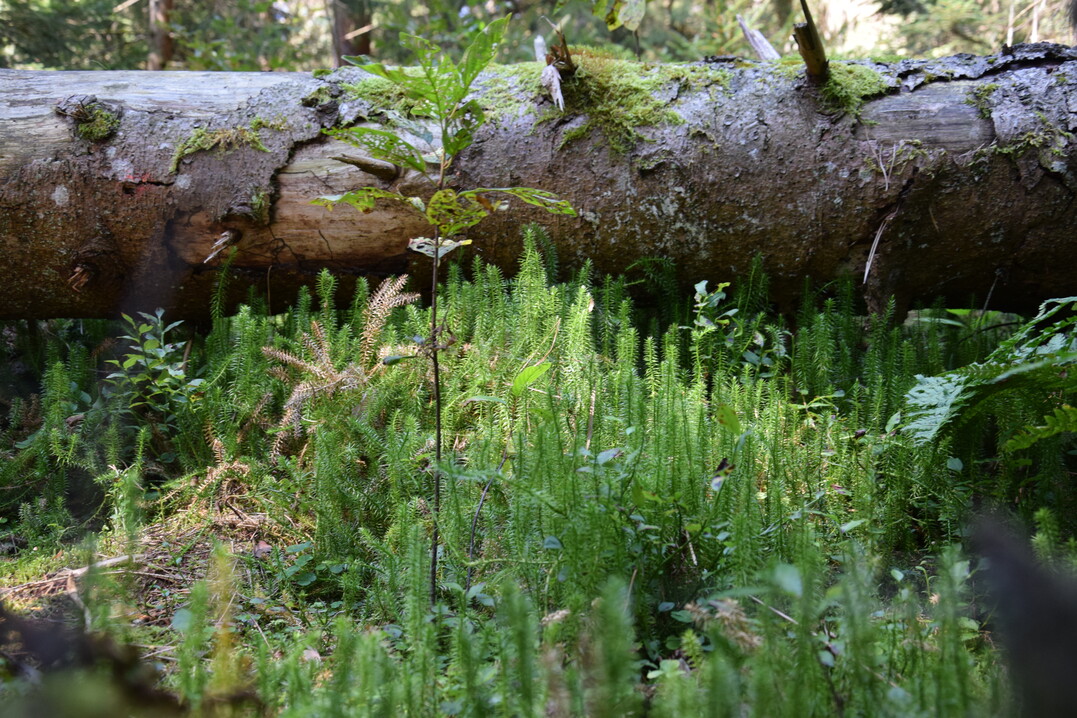 Moor mit umgestürztem Baum und Bärlapp