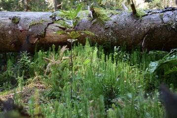 Moor mit umgestrztem Baum und Brlapp