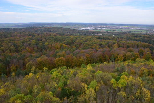 Forstlich genutzter Wald im Schnbuch, Baden-Wrttemberg