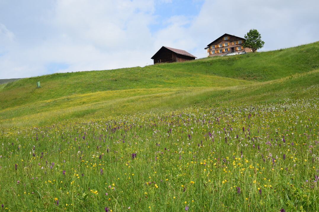 Bergwiese in den sterreichischen Alpen: Durch jahrhundertelange Beweidung und Mahd sind hier artenreichste Flchen entstanden.