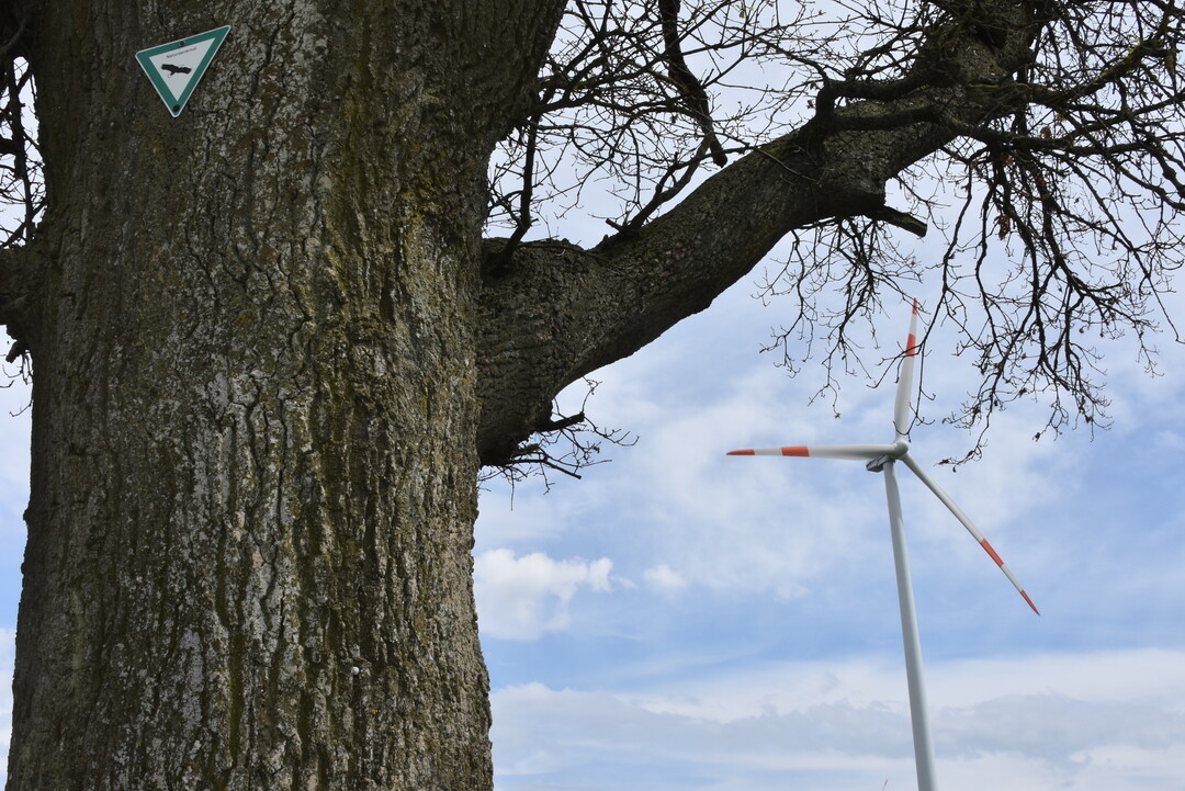 Zwei Drittel des Stroms in Rheinland-Pfalz kommen aus regenerativen Quellen - weitestgehend aus Windkraft- und Photovoltaikanlagen. Dieser Anteil wird weiter steigen.