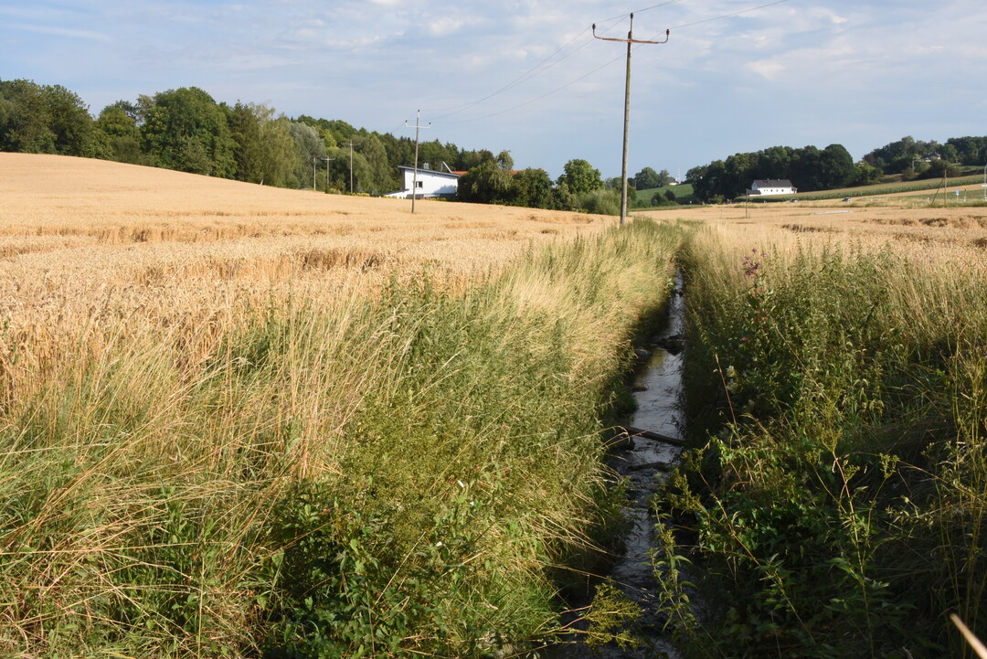Düngereinträge aus der Landwirtschaft haben verheerende Auswirkungen auf Gewässer.