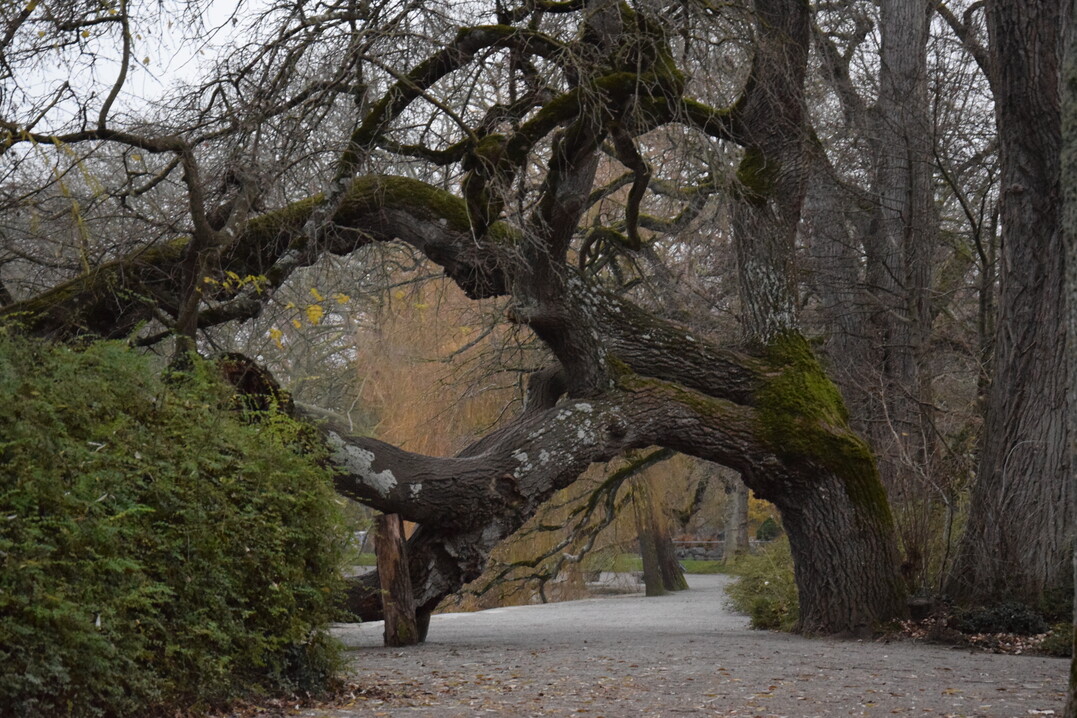 Nicht jeder Baum, der das Lichtraumprofil nicht erfllt, muss gefllt werden. "Charakterbume" knnen auch in die Parkgestaltung integriert werden.