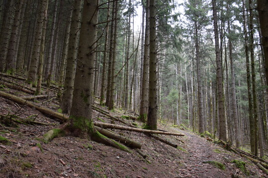Der Schwarzwald ist von dichten Fichtenbestnden geprgt.