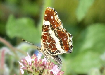 Mehr als 40 Prozent aller Insekten weltweit sind vom Aussterben bedroht.