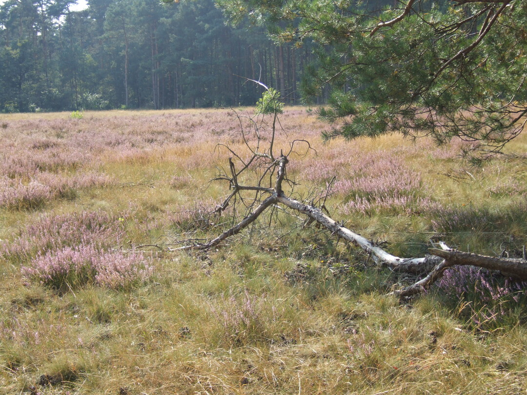 Das LIFE-Projekt "Heide-Allianz" setzte sich unter anderem für den Erhalt von Heiden und Magerrasen ein.