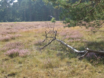 Das LIFE-Projekt "Heide-Allianz" setzte sich unter anderem fr den Erhalt von Heiden und Magerrasen ein.