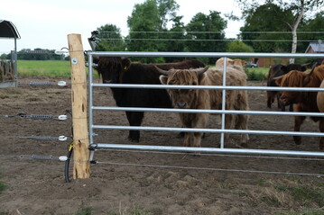 Schottische Highland-Rinder hinter wolfssicherem Zaun