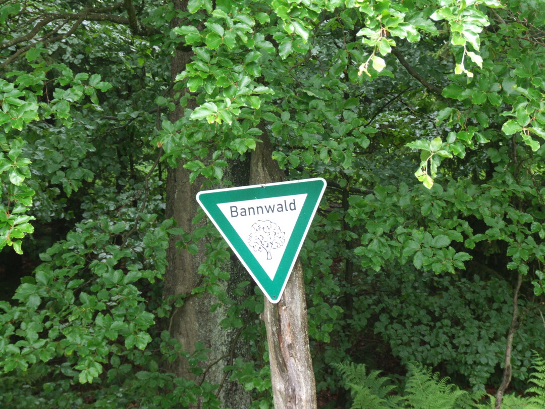 Bannwald
