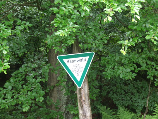Bannwald