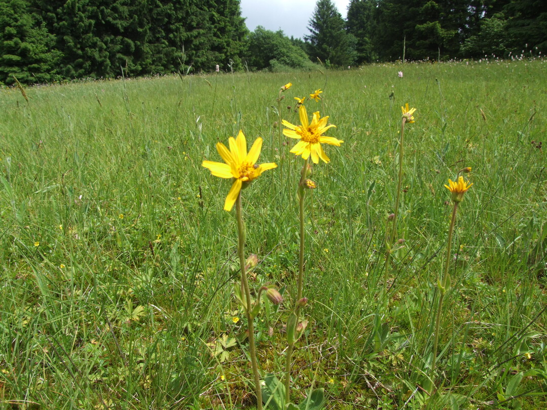 Bedrohte Arten wie die Arnika (Arnica montana) sind in der Rhn zu finden und auch Teil wissenschaftlicher Untersuchungen zur Erhaltung der Art.