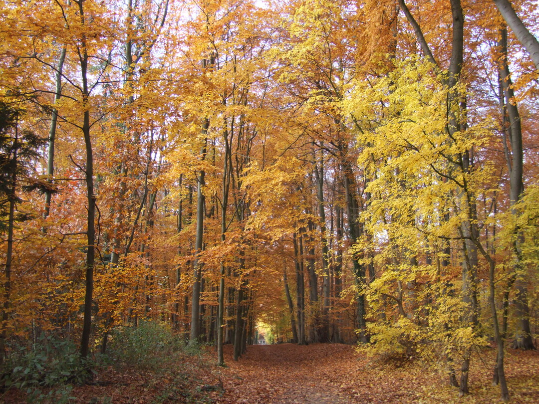 Herbstfärbung im Buchenwald