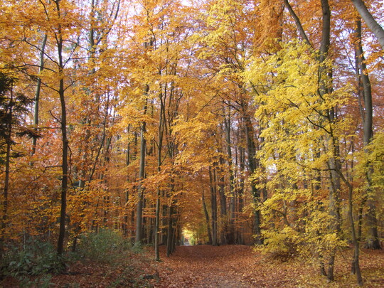 Herbstfrbung im Buchenwald