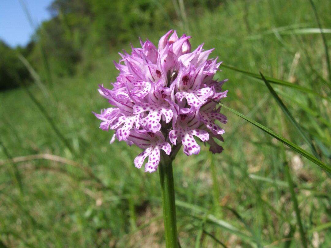 Die Rhön beherbergt zahlreiche seltene Arten. Die Zentren sollen das Naturerleben verbessern und einen Beitrag zum Artenschutz leisten.
