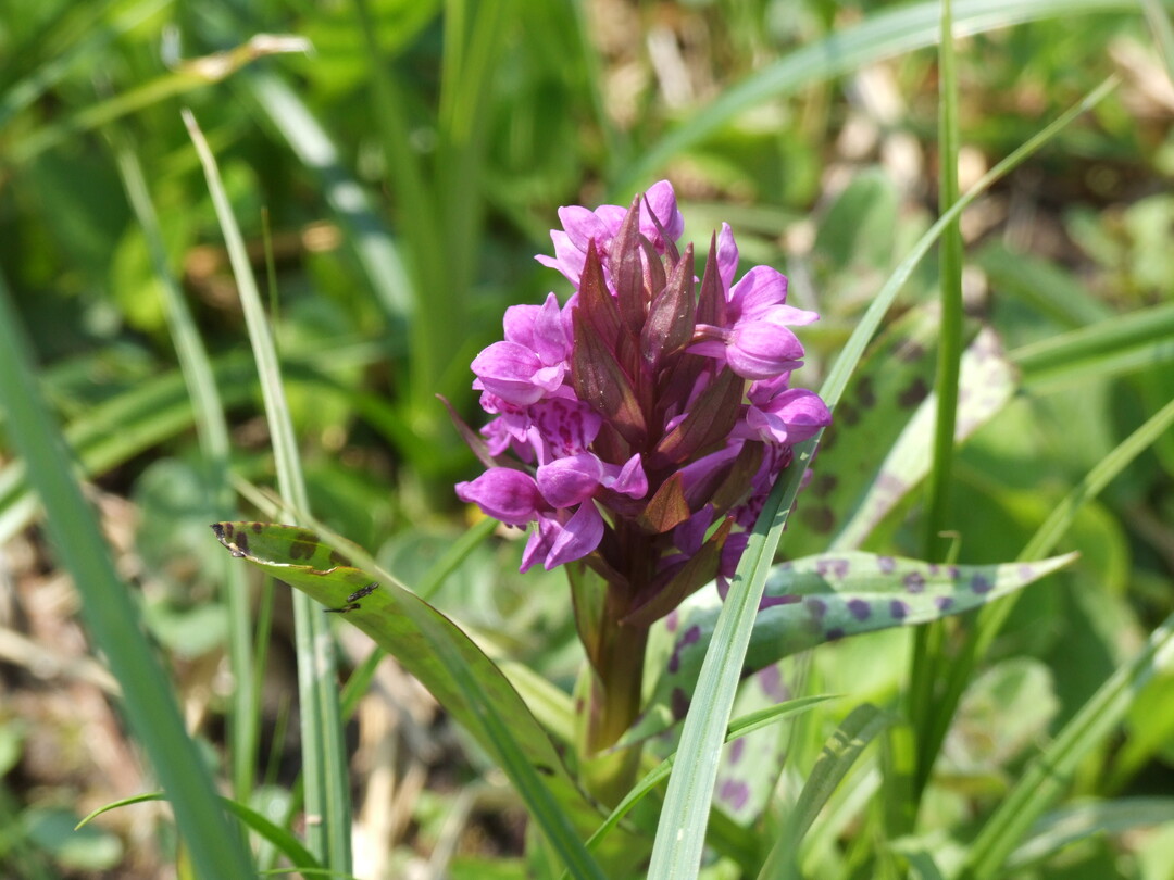 Orchidee des Jahres: Breitblttriges Knabenkraut