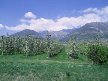 Obstanbaugebiet in Sdtirol