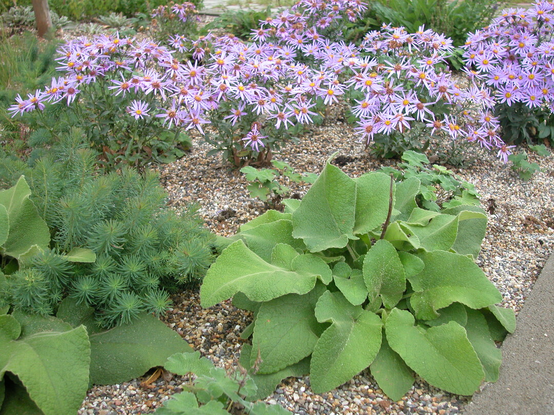 Eine Abdeckung (Mulchschicht) aus feinem Kies oder Splitt geben der Staudenpflanzung einen Vorsprung vor strenden Wildkrutern. Spter bedecken die Pflanzen die Vegetationszeit ber die gesamte Flche. Mit Schottergrten haben solche Mulchschichten brigens nichts gemein.