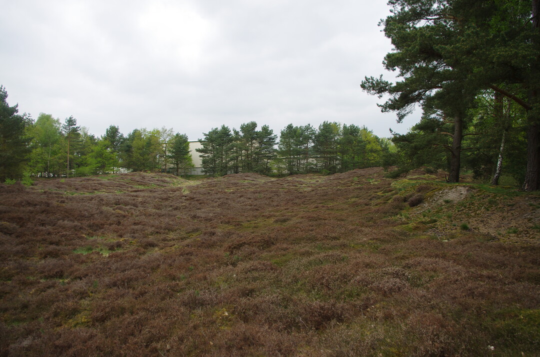 Das kleine Sandheide-Biotop im Stadtgebiet von Celle soll aufgewertet werden.