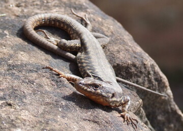 Die Bestnde der wrmeliebenden Reptilien sind in Stuttgart wesentlich hher als erwartet, und auch potenzielle Ausweichhabitate sind meist schon besiedelt.