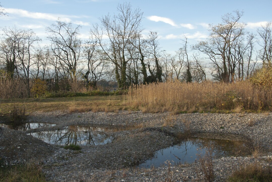 Um die Amphibienpopulationen
zu erhalten,
wurde im Allschwiler
Wald bei Basel
ein kleines Naturschutzgebiet
erstellt.