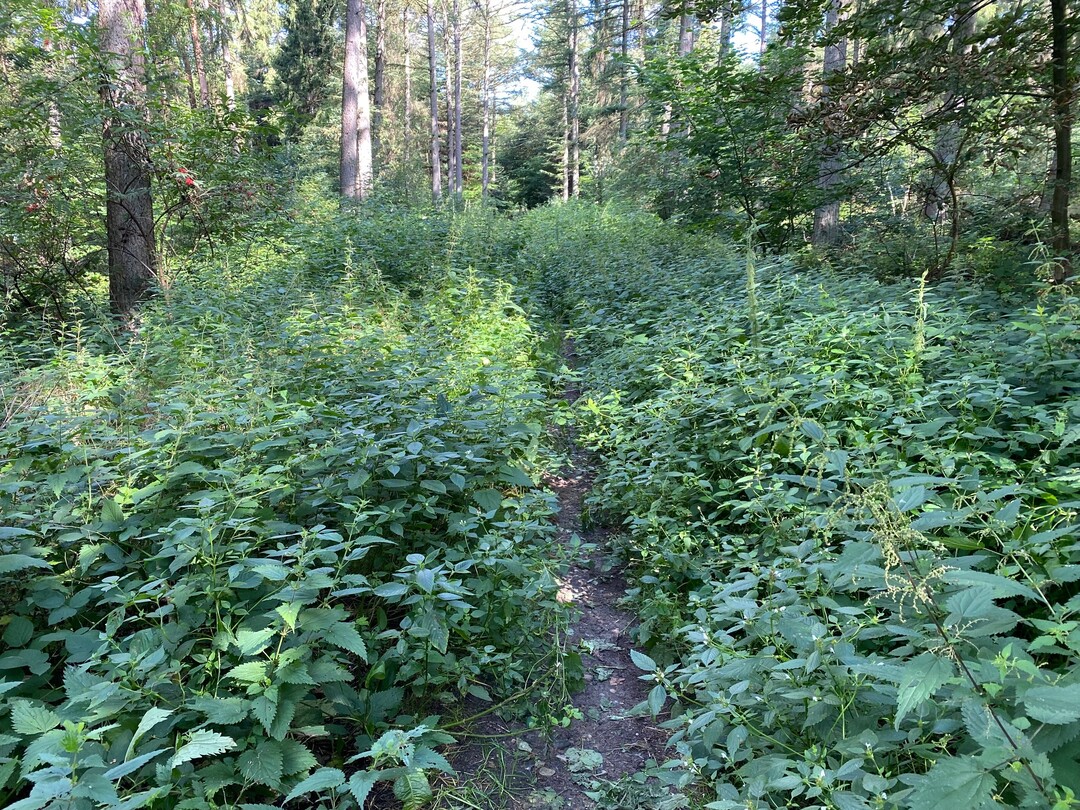  Was oft verkannt wird: Siedlungen und Straen gefhrden Biotope nicht nur durch die reine Bauttigkeit und den Flchenverbrauch. Rund um neue Siedlungsstrukturen wirkt der Nutzungsdruck negativ auf die angrenzenden Biotope, durch Vermllung, berdngung, Verdichtung oder die Jagdttigkeit von Hauskatzen. Der negative Einfluss reicht weit in die bis dahin intakten Habitate. 
