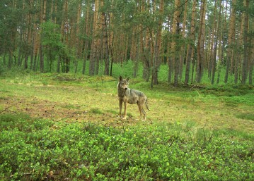Wolfsfhe