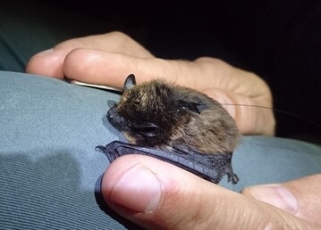 Alpenfledermaus Im Rahmen der wissenschaftlichen Untersuchung ist eine Alpenfledermaus besendert und beringt worden. Ziel ist es, herauszufinden, in welchem Umkreis sich die Fledermaus bewegt. 