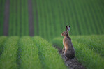 Einst ein Gewinner der Kulturlandschaft, gehört der Feldhase heute in Deutschland zu den gefährdeten Arten.