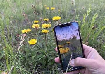Die Flora Incognita-App hat neue Knstliche Intelligenz erhalten.