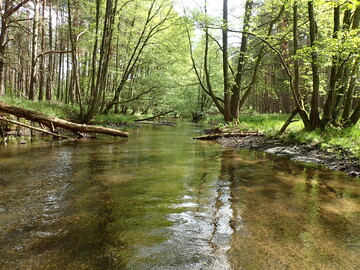 Wohltemperiert: Ufergehlze sorgen in den Sommermonaten fr ausreichend Schattierung unserer Fliegewsser. Zu hohe Wassertemperaturen degradieren ansonsten die Lebensraumfunktion fr alle auf khles Wasser angewiesenen Arten wie Bachforelle oder sche.