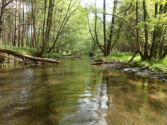 Wohltemperiert: Ufergehlze sorgen in den Sommermonaten fr ausreichend Schattierung unserer Fliegewsser. Zu hohe Wassertemperaturen degradieren ansonsten die Lebensraumfunktion fr alle auf khles Wasser angewiesenen Arten wie Bachforelle oder sche.