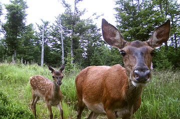 140 Fotofallen liefern im Nationalpark Bayerischer Wald wichtige Daten ber die Entwicklung der Huftierpopulation.