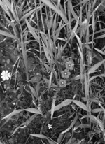 Abb. 4: Populationen des Echten Frauenspiegels (Legousia speculum-veneris) können in ökologisch bewirtschafteten Äckern entwickelt werden.