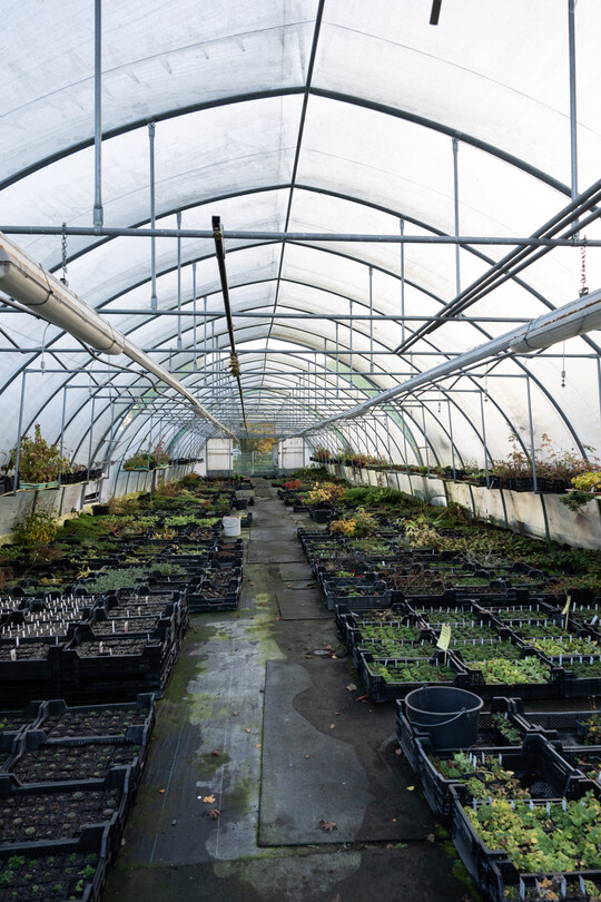 Die Jungpflanzen werden im Foliengewchshaus vermehrt.