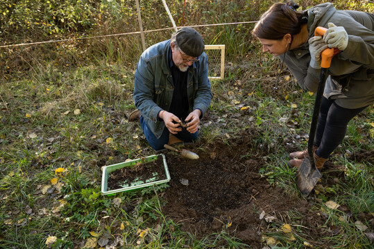 Hrtl beim Ausbringen von Jungpflanzen am Naturstandort