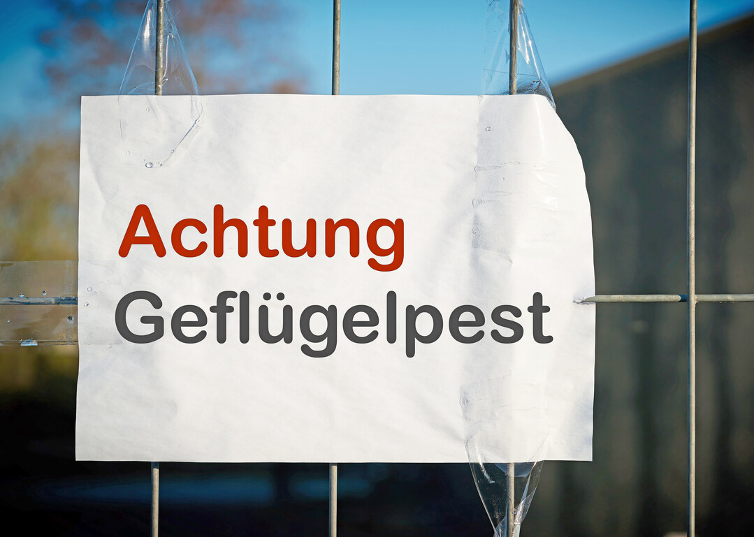 In einem Legehennenbetrieb in der Gemeinde Edermünde ist die Geflügelpest ausgebrochen.