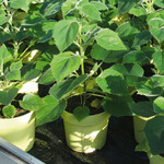 Der Blu-CO2-Klimabaum schmeißt über den Winter die Blätter ab und treibt im Frühjahr wieder aus.