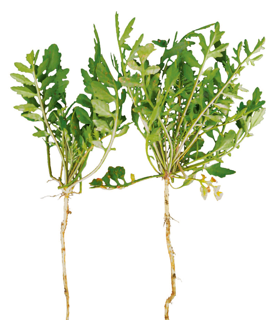 Wilde Sumpfkressenpflanze mit Pfalzwurzel.