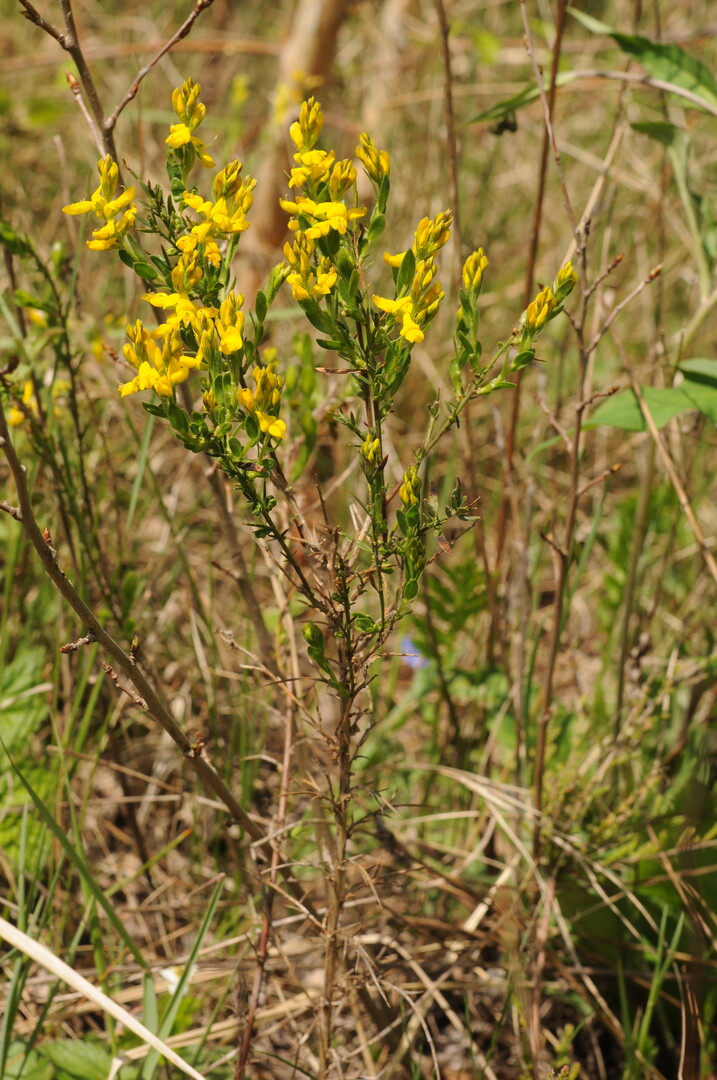 Deutscher Ginster (Genista germanica) ist im Berliner Stadtgebiet nur noch in Kpenick zu finden. Deutschlandweit ist er im norddeutschen Tiefland sehr selten und geht sehr stark zurck.