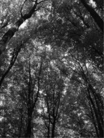 Abb. 3: Buchenwald wäre in Deutschland die vorherrschende sekundäre Wildnis – Staatswald sollte bis 2020 zu mindestens 10 % aus der Nutzung genommen werden.