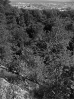 Abb. 5: Durch Naturereignisse wie Hangrutschungen kann sehr strukturreiche lokale Wildnis entstehen, wenn auf eine Weiterbewirtschaftung verzichtet wird.